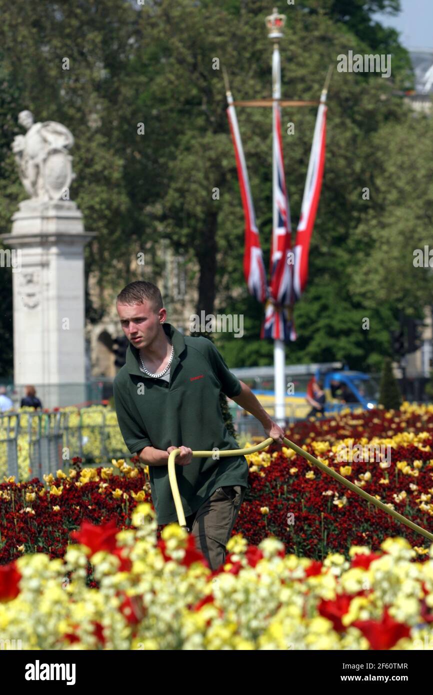 21 April 2011. London, England. A Royal Parks gardener waters the flowers and grass outside Buckingham Palace in the run up to Catherine Middleton's m Stock Photo