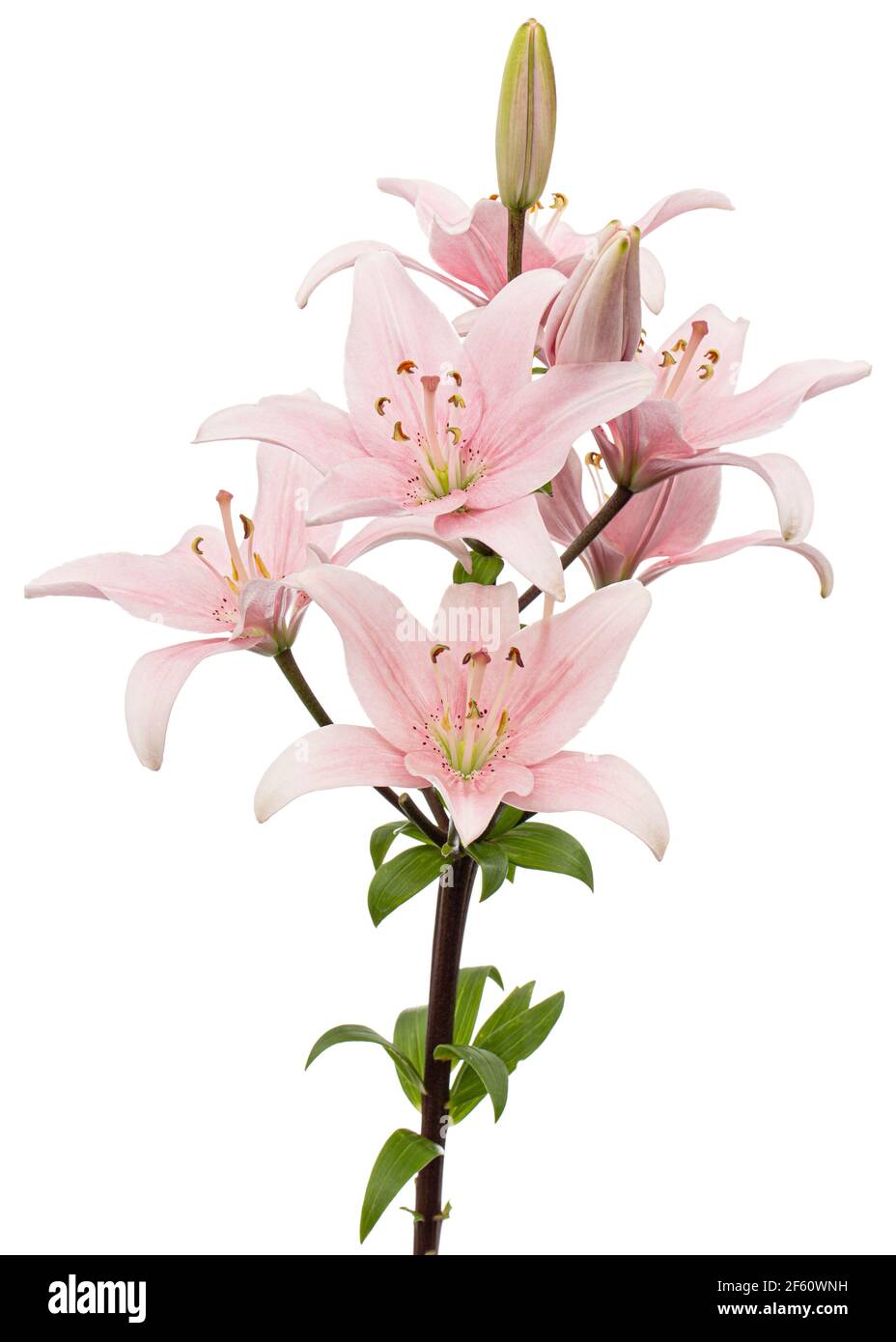 Lilium oriental hi-res stock photography and images - Page 30 - Alamy