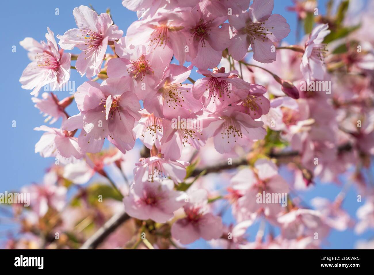 Somei Yoshino sakura flowers in bloom in Nara, Japan in late March