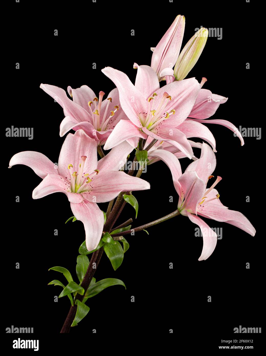 Pink lily flower, isolated on black background Stock Photo - Alamy