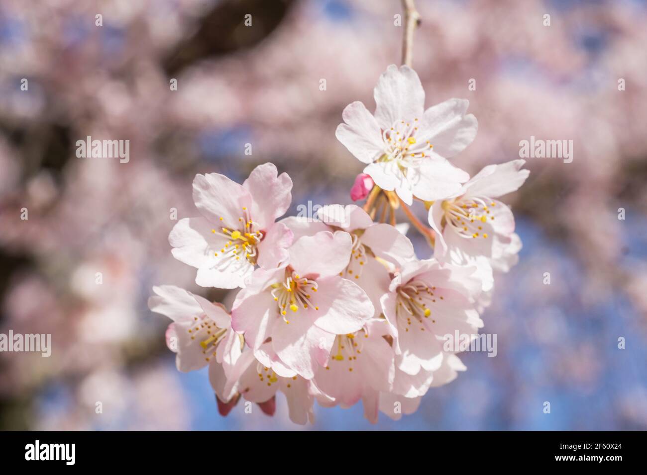 Somei Yoshino sakura flowers in bloom in Nara, Japan in late March