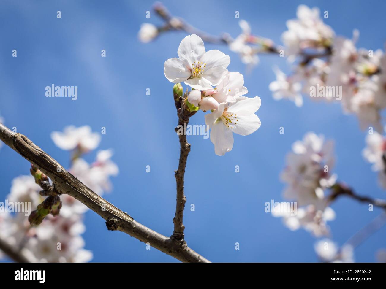 Somei Yoshino sakura flowers in bloom in Nara, Japan in late March