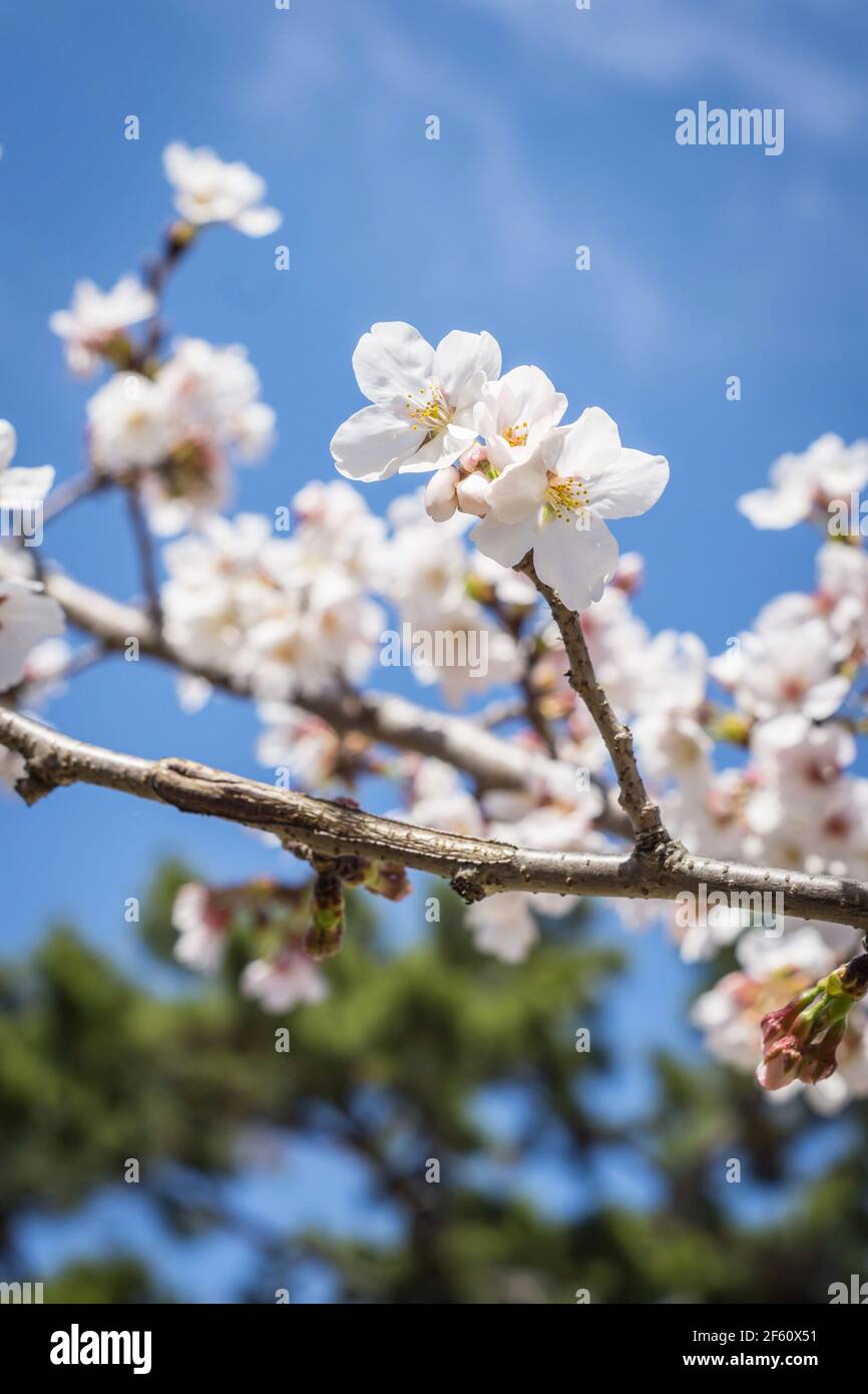 Somei Yoshino sakura flowers in bloom in Nara, Japan in late March