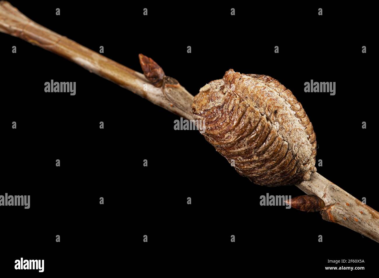 Praying mantis cocoon hires stock photography and images Alamy