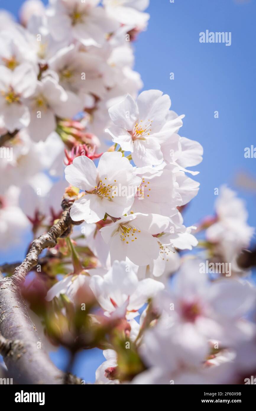 Somei Yoshino sakura flowers in bloom in Nara, Japan in late March