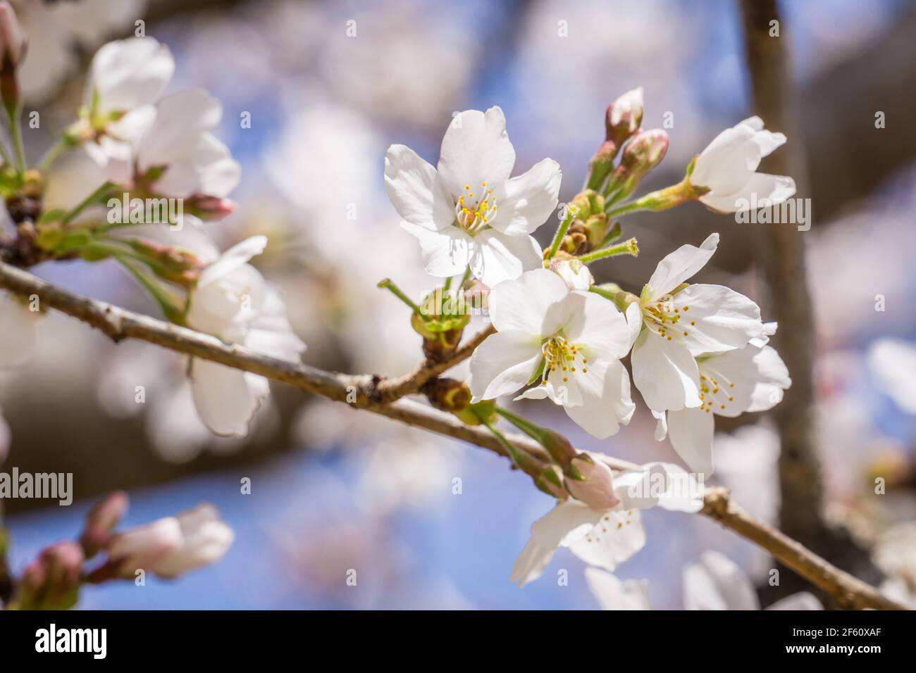 Somei Yoshino sakura flowers in bloom in Nara, Japan in late March