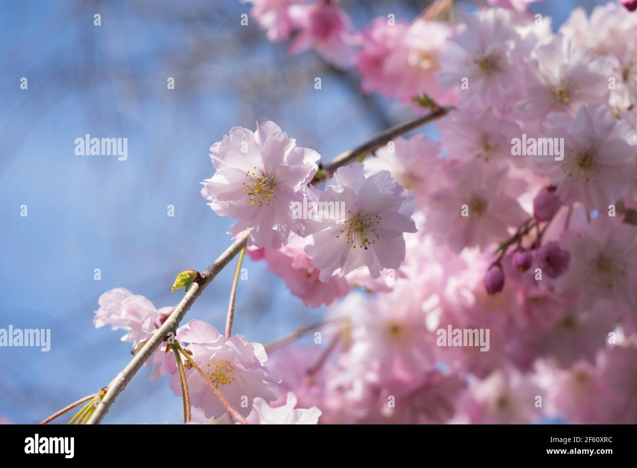 Yaezakura or double-flowered sakura flowers in bloom in Nara, Japan in ...