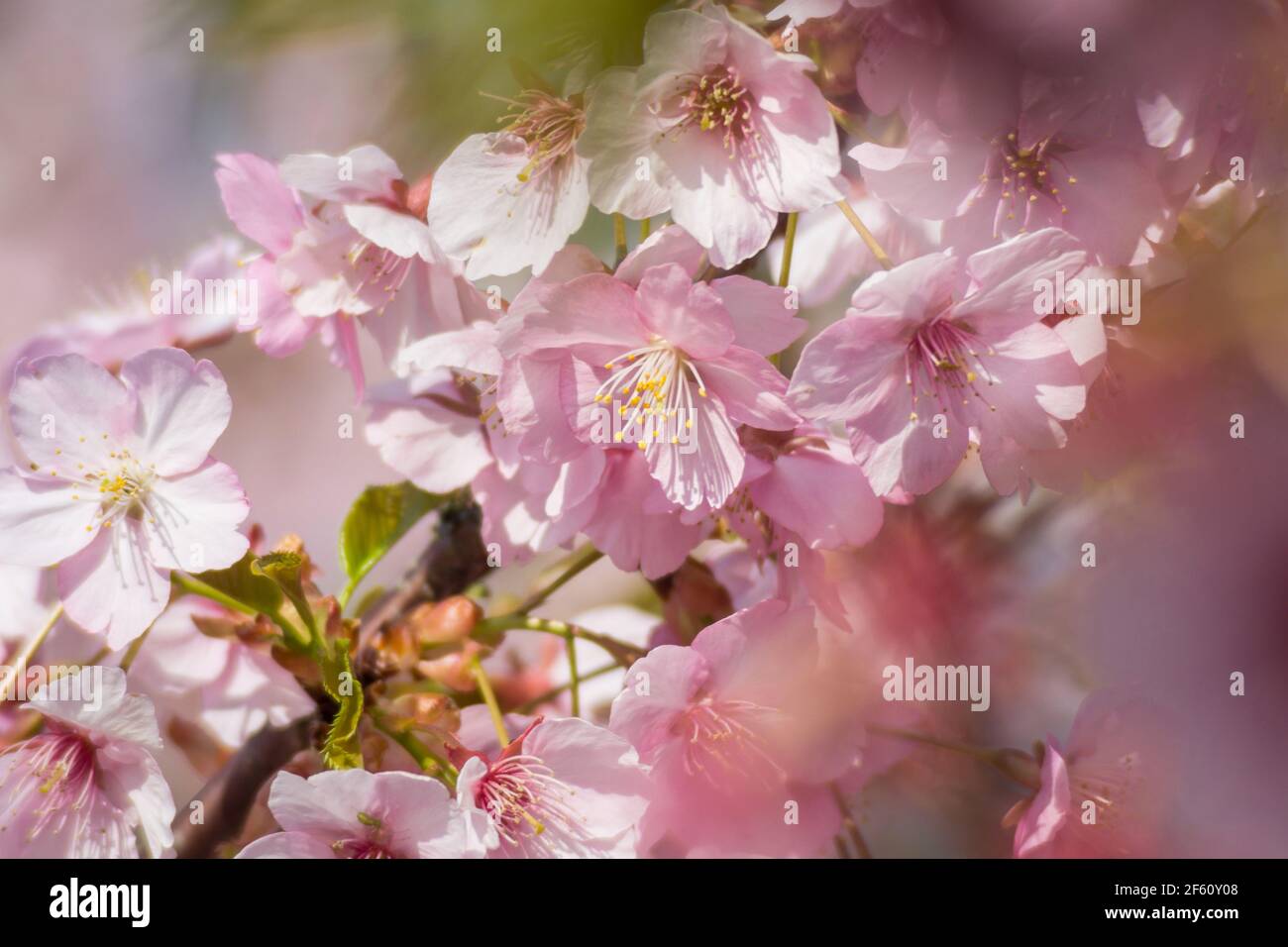 Somei Yoshino sakura flowers in bloom in Nara, Japan in late March