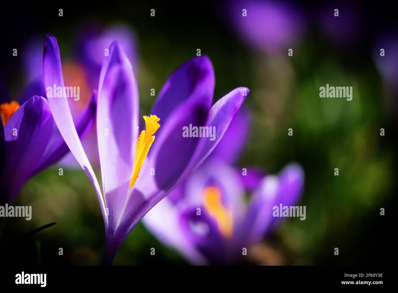 Crocus vernus flowers bloomed at the winter's end. Iridaceae family. Floral background. Spring symbol. Stock Photo