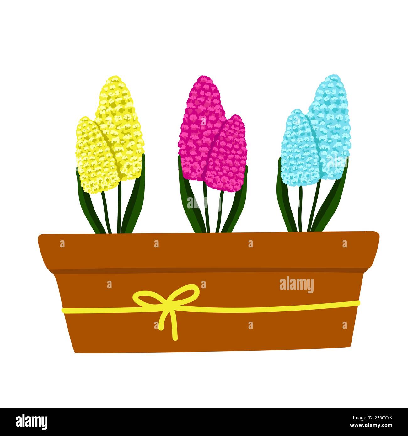 Set of yellow,blue and Purple-pink Hyacinthus in a pot, beautiful spring flowers in a brown pot, a gift for Womens Day, vector illustration in cartoon Stock Vector