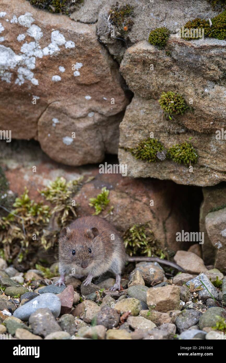 Bank vole (Myodes glareolus), Northumberland, UK Stock Photo