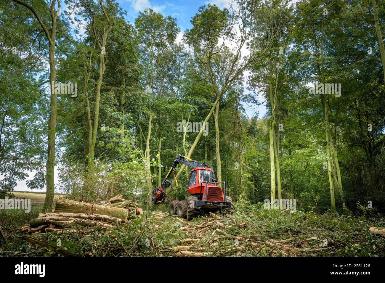 alamy stock photo cutting tree alamy stock photo cutting tree