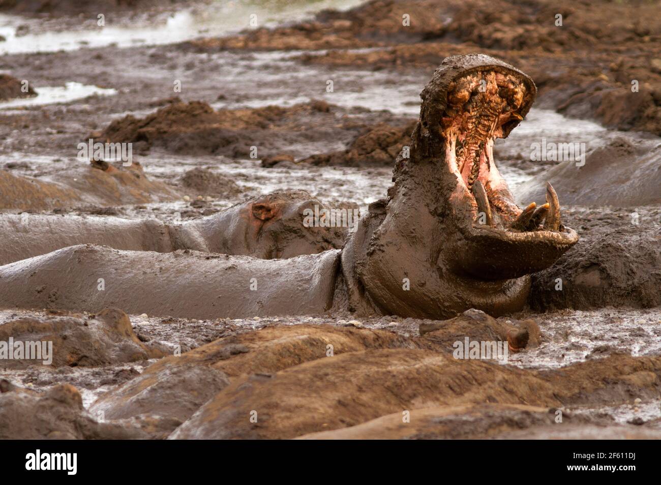 A bull Hippo puts on an effective threat display. The exaggerated yawn is a clear signal to those around that he is well armed and prepared to fight Stock Photo