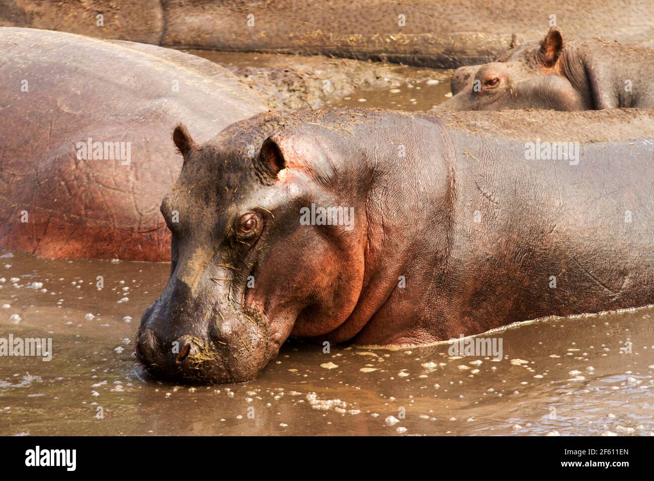 The year round spring at Ikuu Hippo Polls in Katavi National Park is a life-line for the areas hippos and can support the highest concentrations Stock Photo
