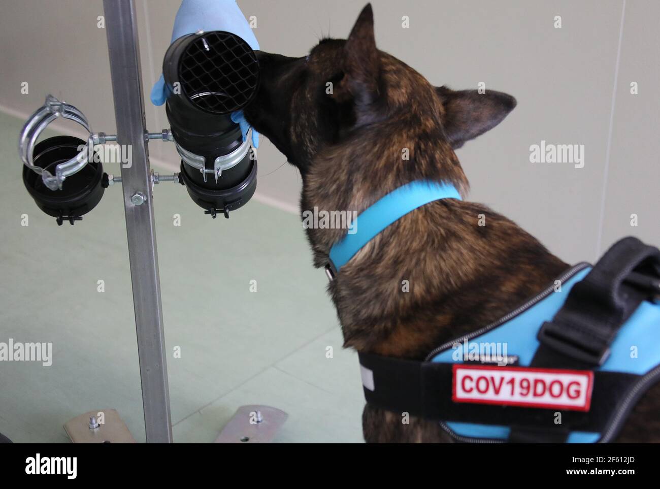 Bio detection dog hi-res stock photography and images - Alamy