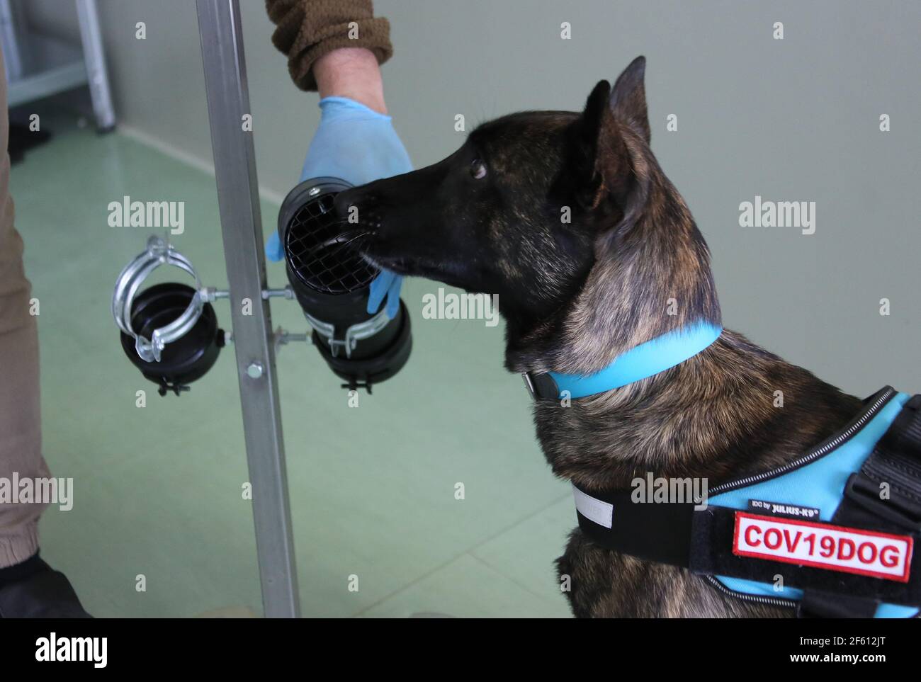Bio detection dog hi-res stock photography and images - Alamy