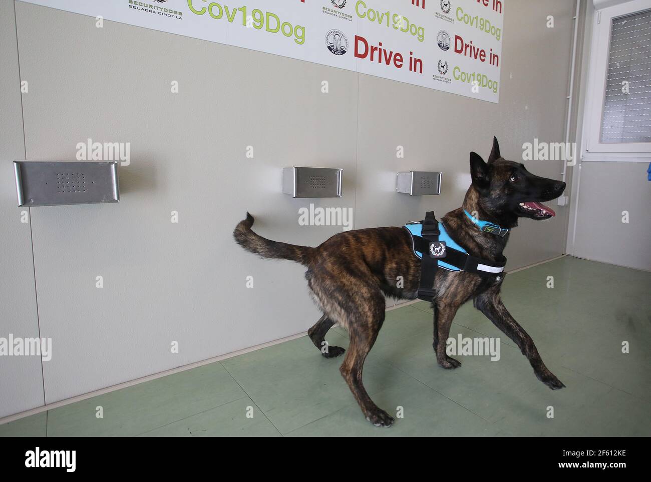 Bio detection dog hi-res stock photography and images - Alamy
