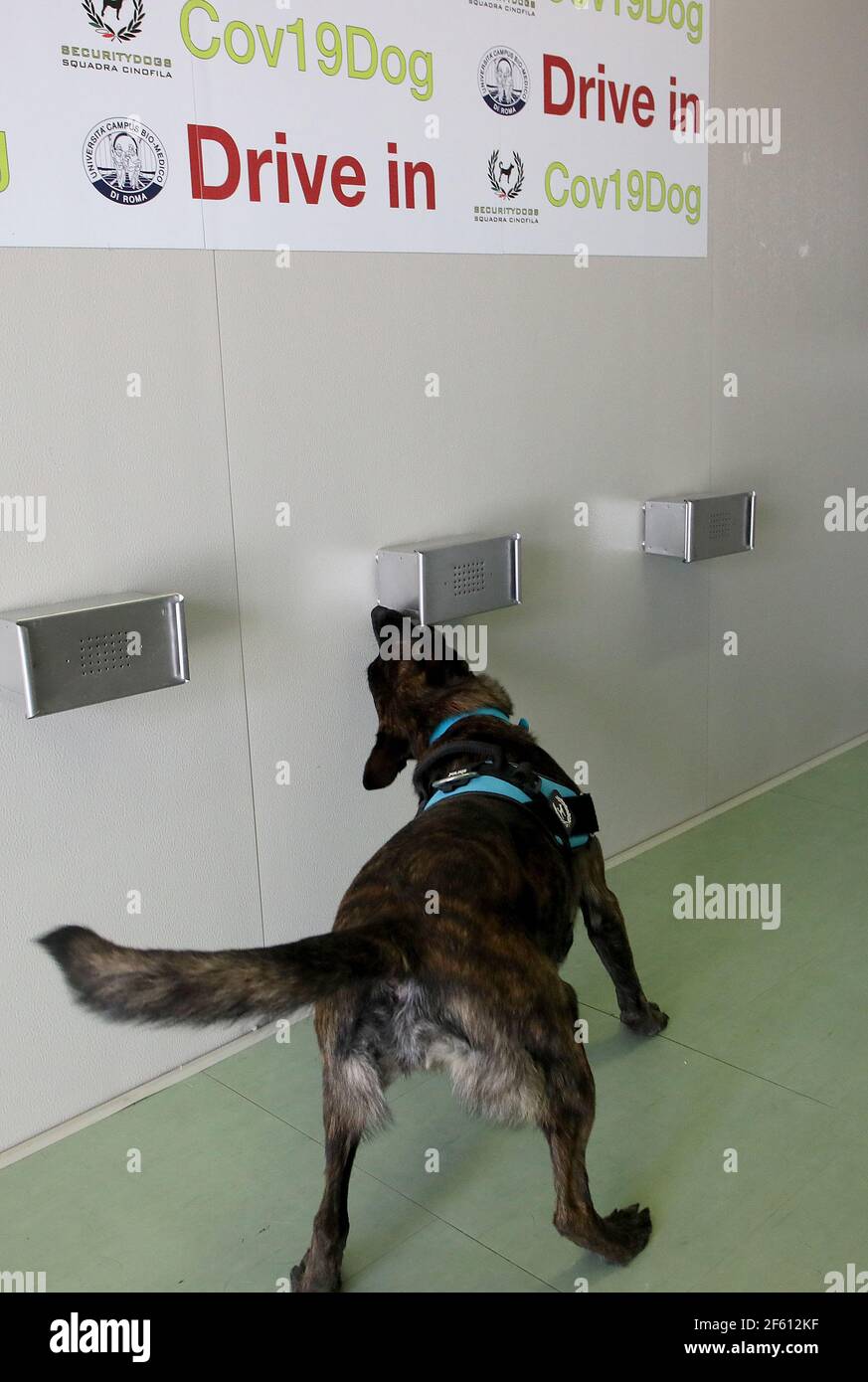 Bio detection dog hi-res stock photography and images - Alamy