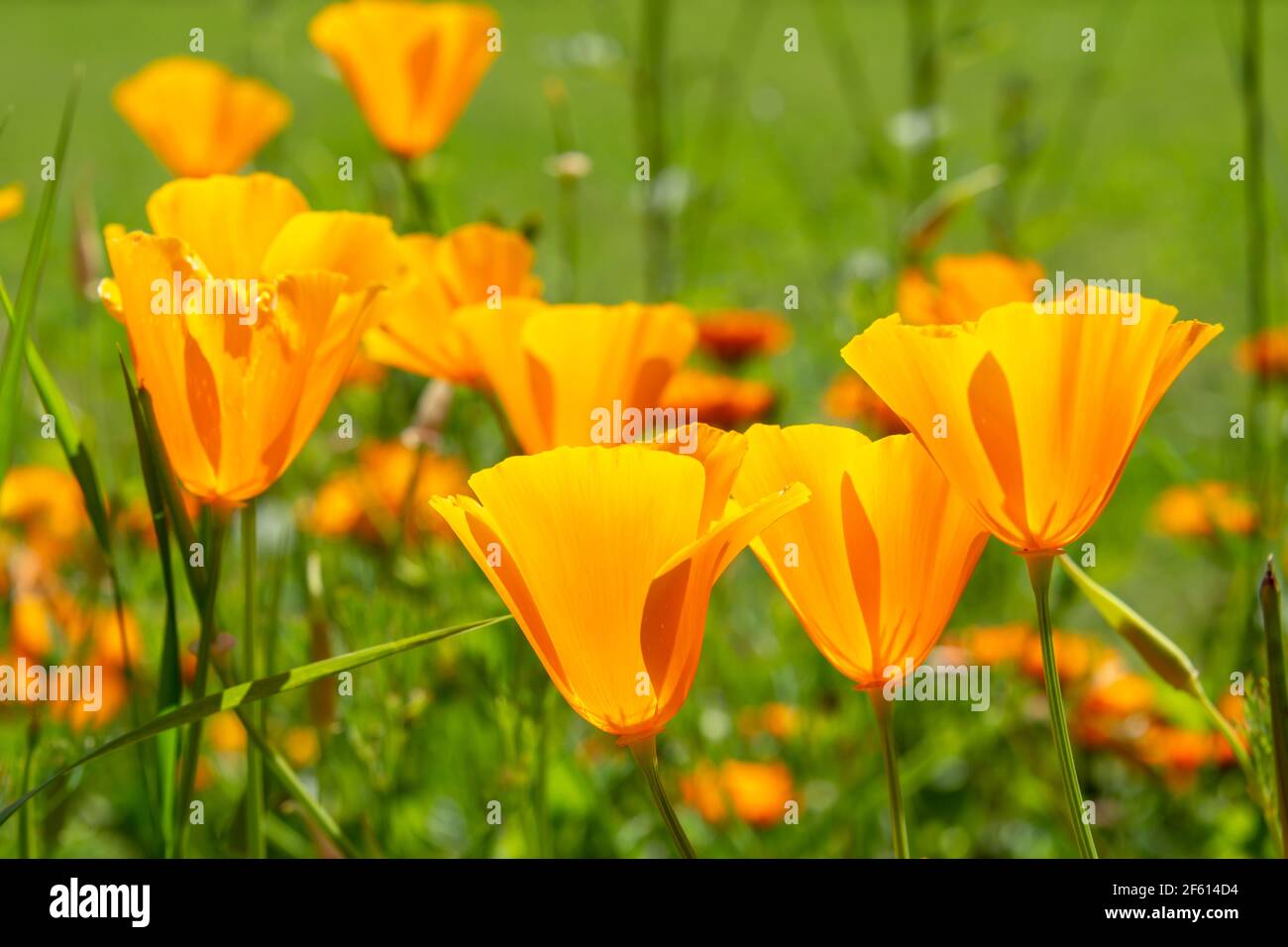 California poppies bloom in spring Stock Photo