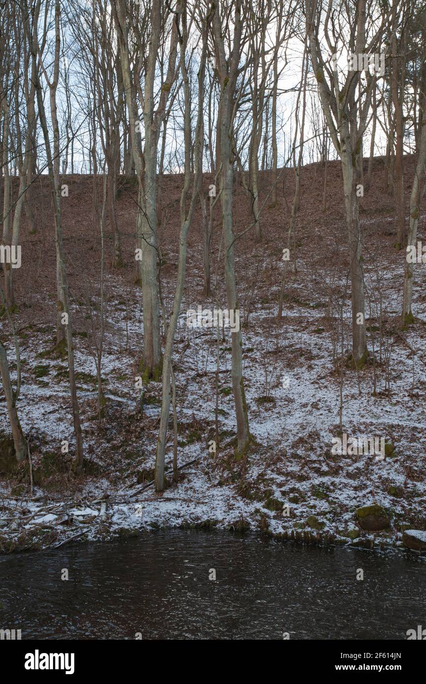 Light snow in forest, Poland. Stock Photo