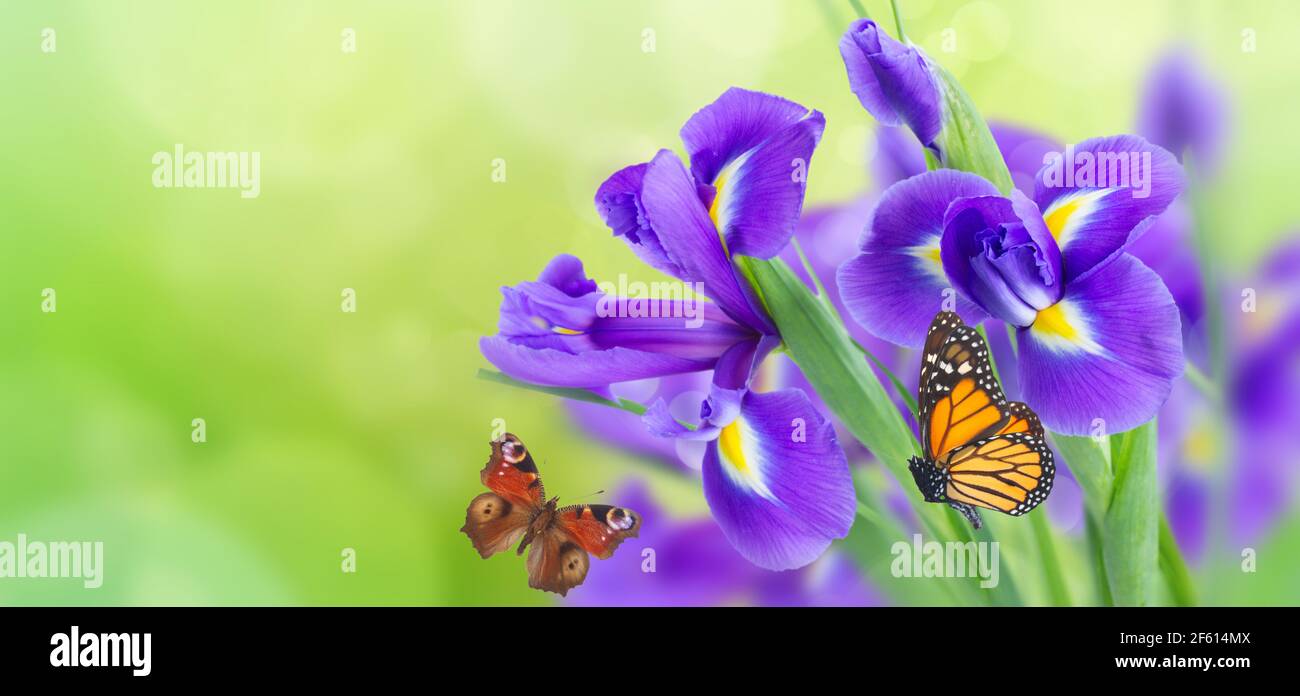 blue irise flowers Stock Photo