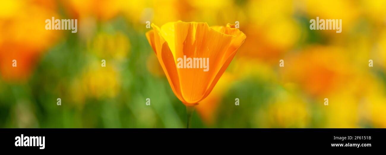 Panorama of California poppies bloom in spring Stock Photo