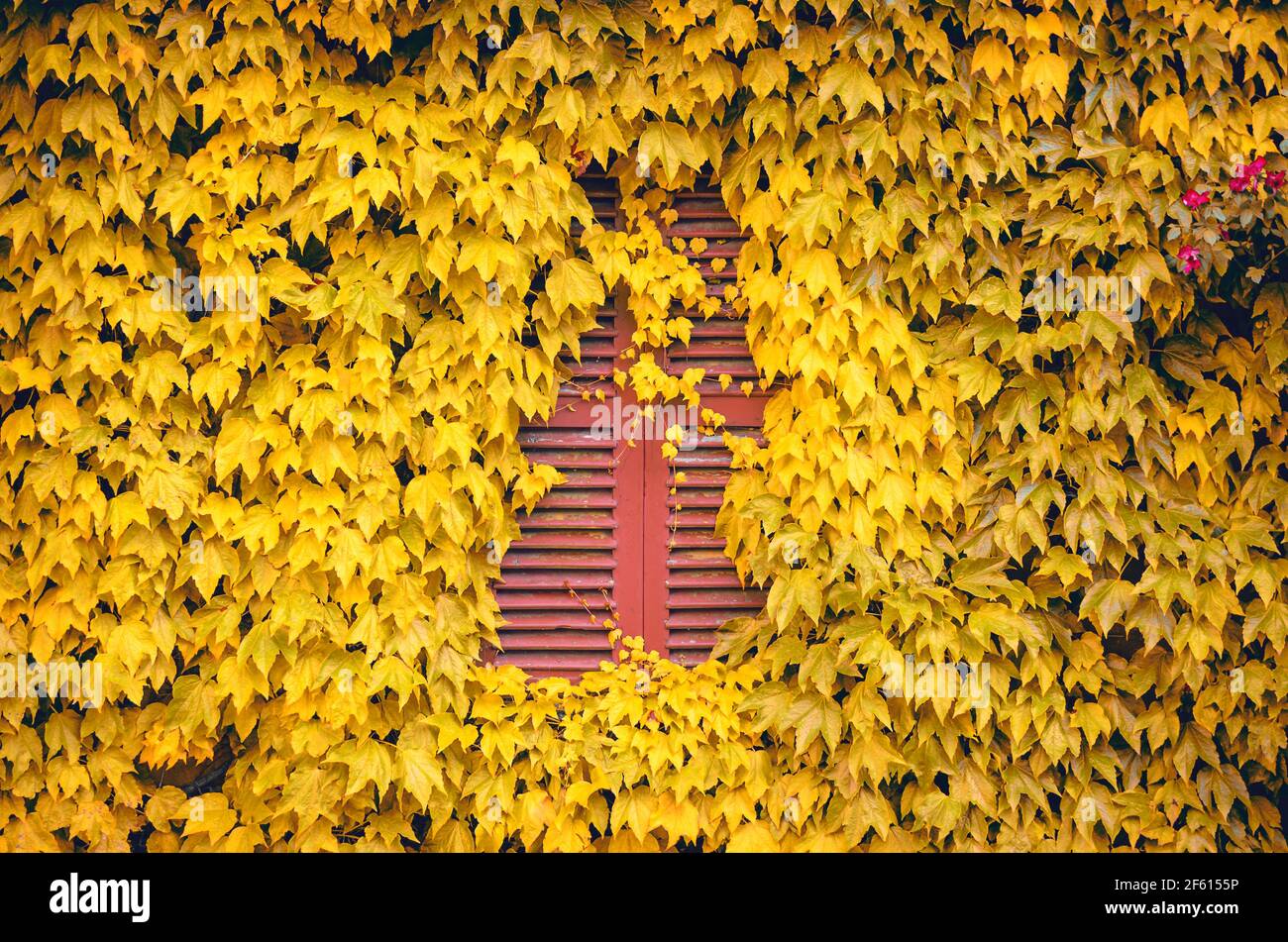 Wall with a closed window with red shutters covered and surrounded by yellow ivy leaves Stock Photo