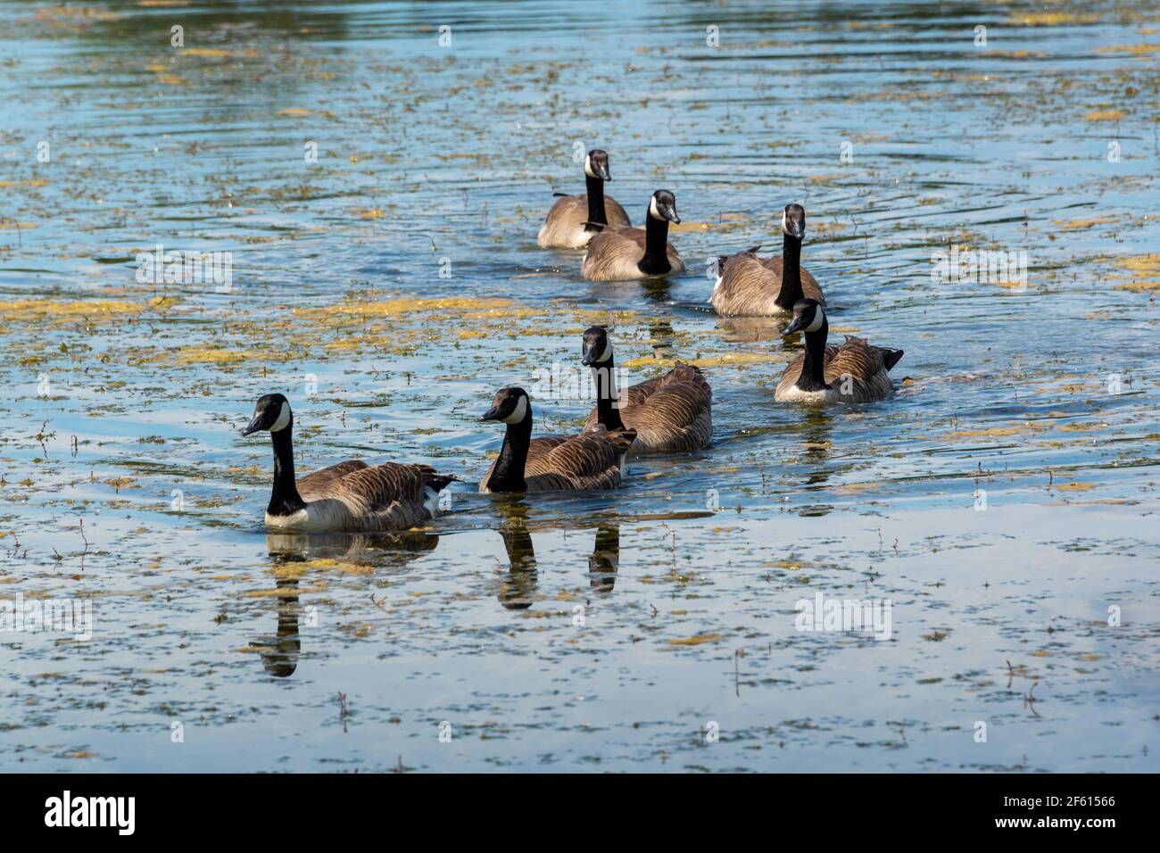 Flock of Canada geese (Branta canadensis) on a lake in spring Stock Photo