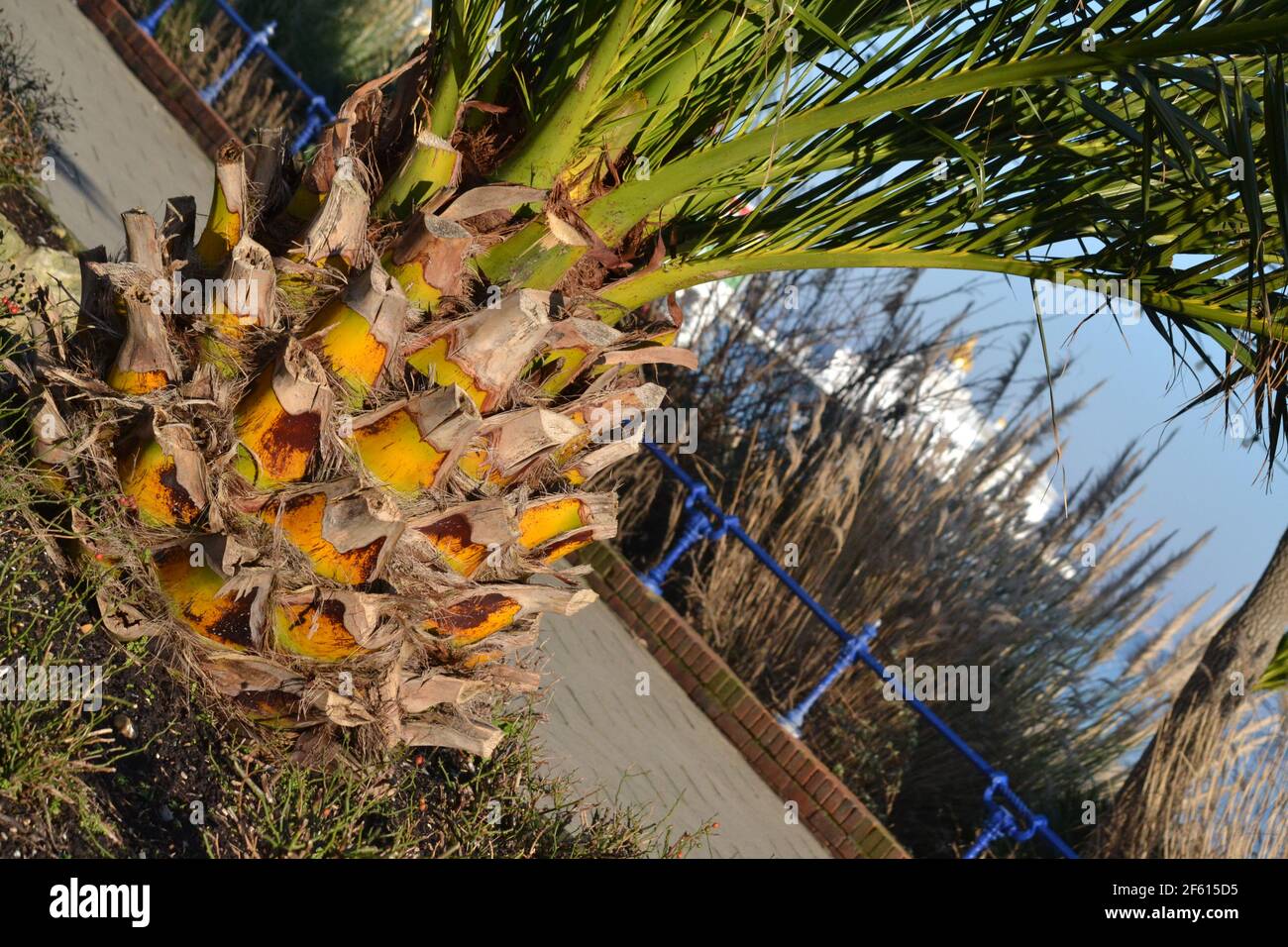 Pineapple palm tree hires stock photography and images Alamy