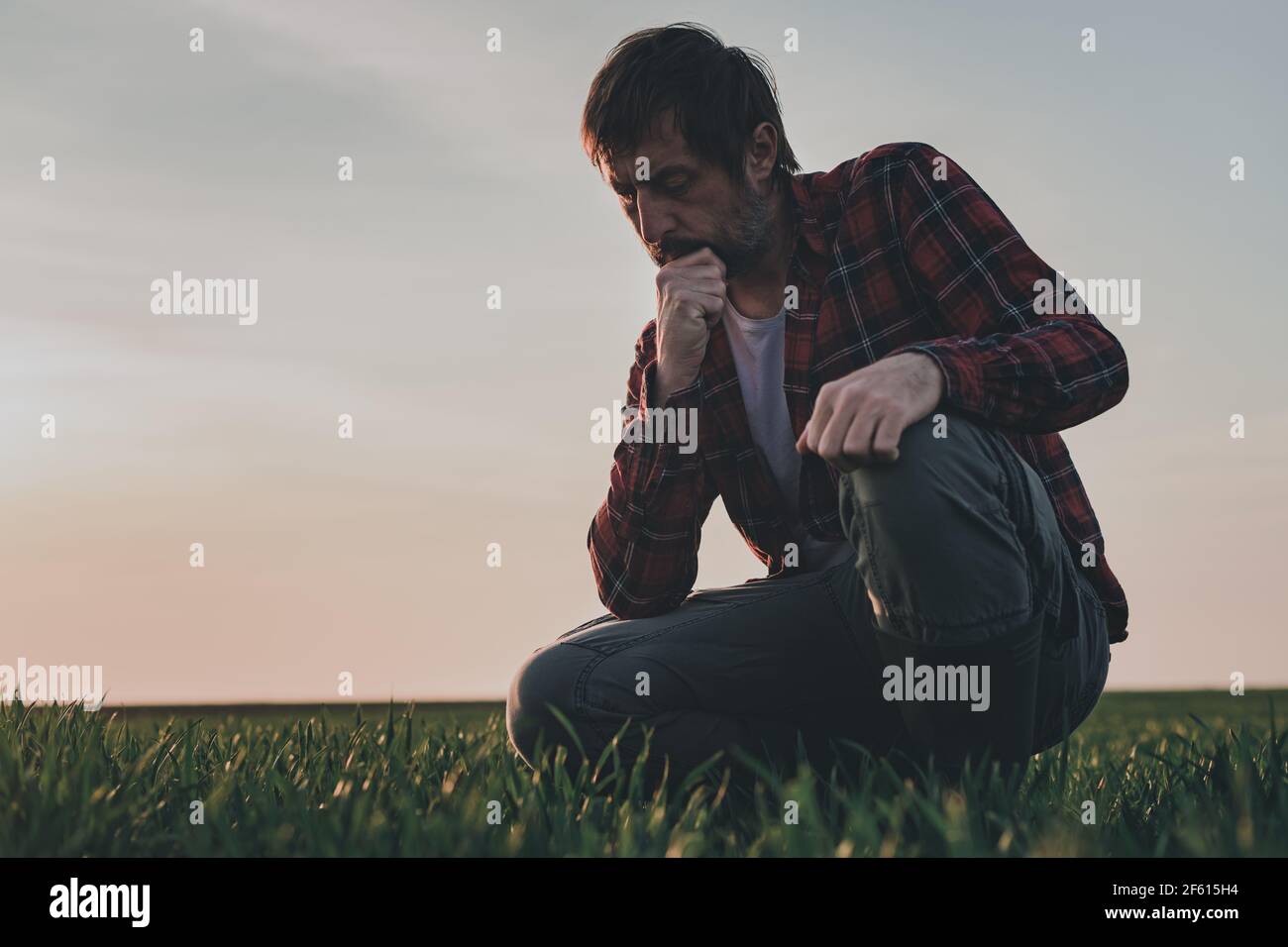 Agronomist in wheat crop field analyzing wheatgrass, farm worker working in springtime sunset, selective focus Stock Photo