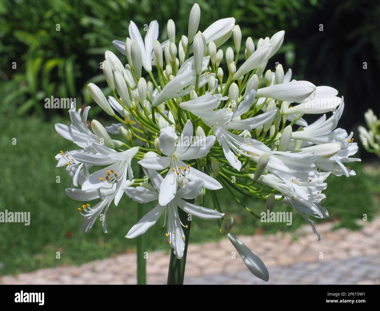 Beautiful Agapanthus Africanus Albus, white lily flower, close up. African lily or Lily of the Nile is popular garden plant in Amaryllidaceae family. Stock Photo