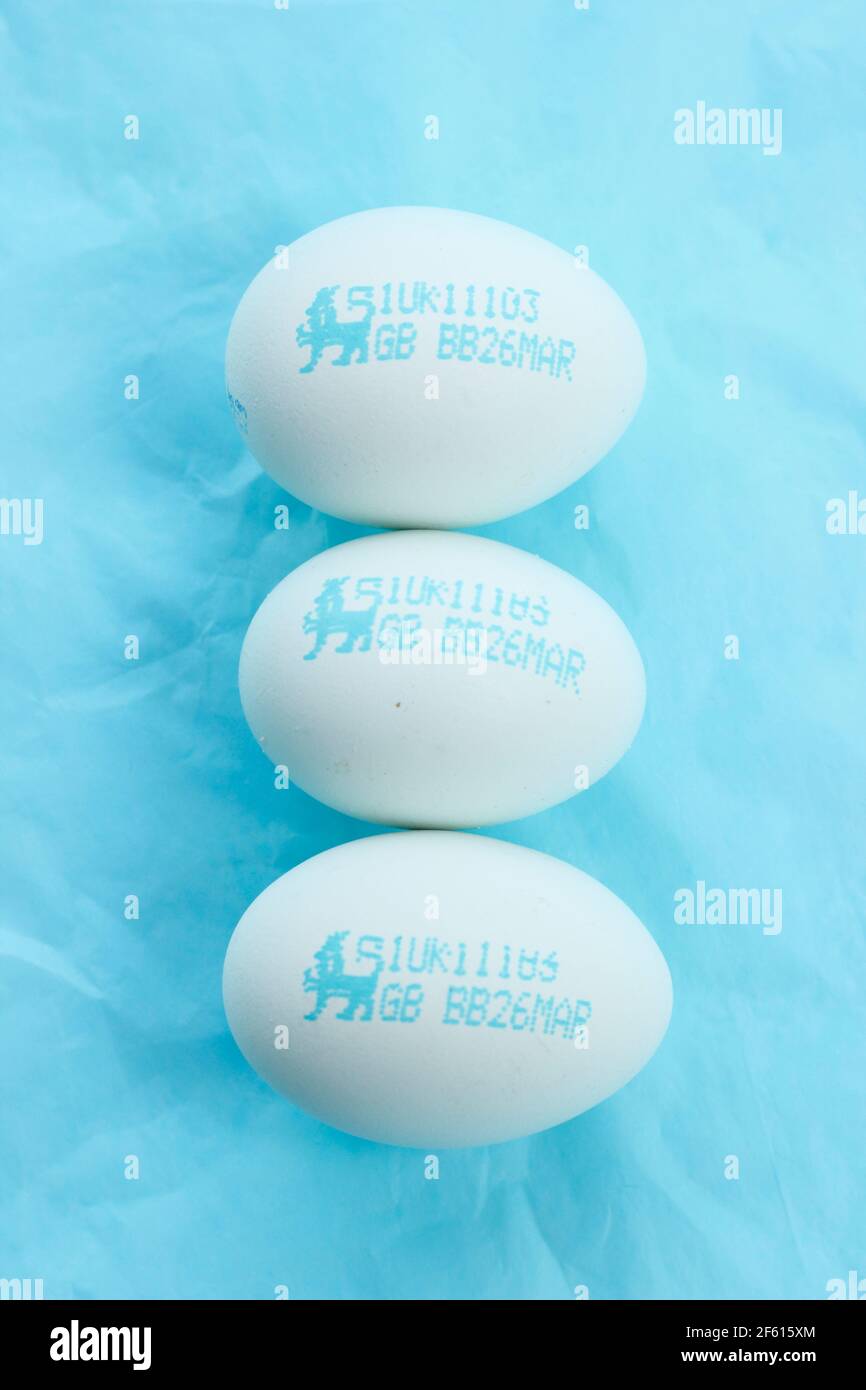 Chicken eggs with natural blue shells displayed on blue background. UK