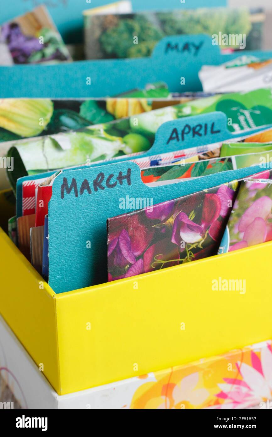 Seed packets stored according to month for optimal sowing. UK Stock Photo