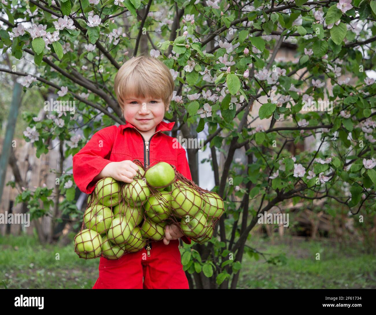 positive boy in a bright red suit against a background of a blossoming apple tree holds a heavy eco bag full of organic green apples. From flowering t Stock Photo