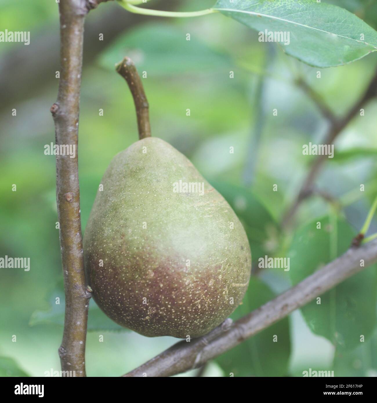 Still life of Delicious Green Pear sitting in the Orchard Tree on a branch Stock Photo