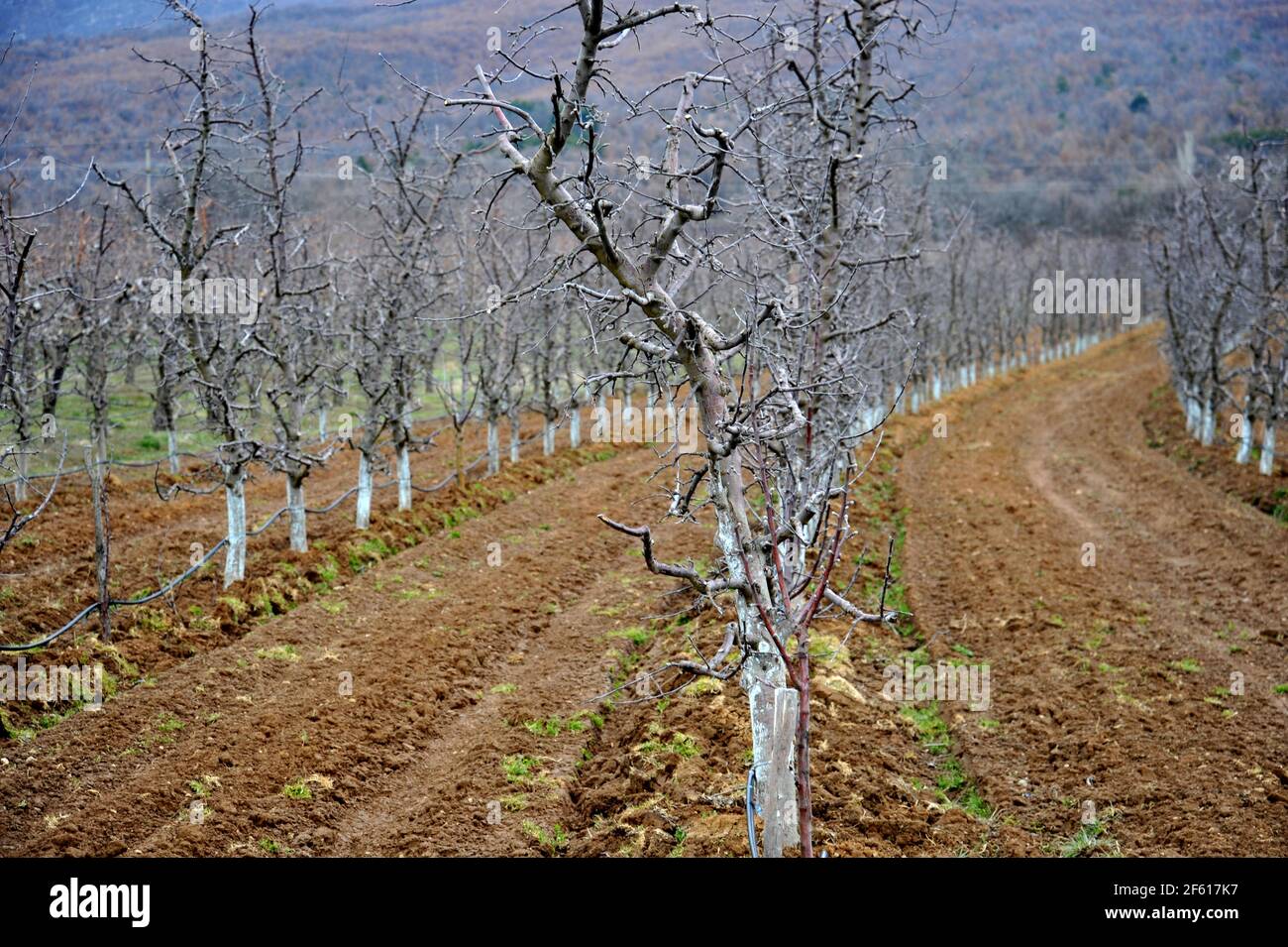 Fresh plowed Apple orchard with trees protected with bordeaux mixture,copper sulphate, Stock Photo