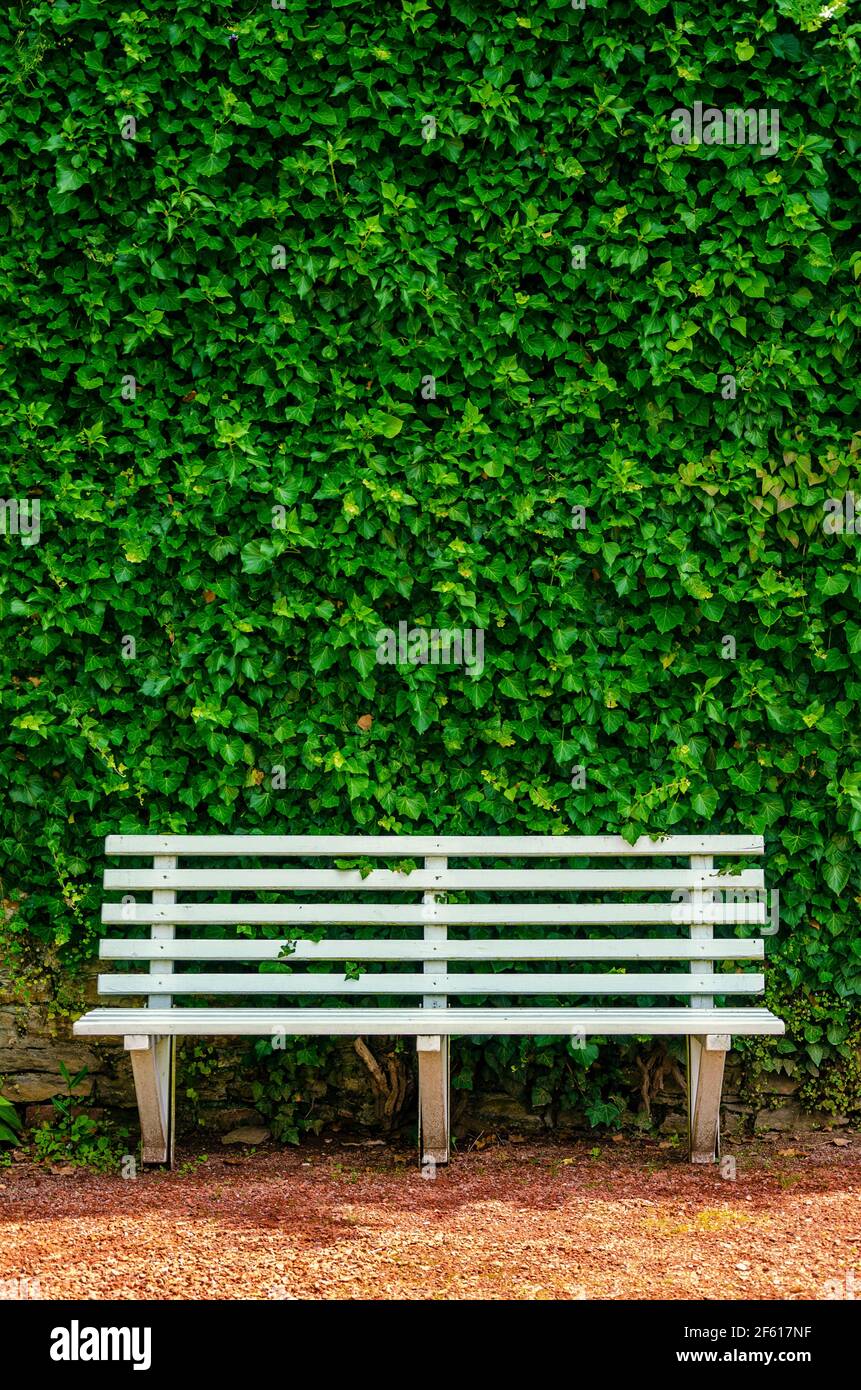 White wooden bench in front of wall with ivy - vertical view Stock ...