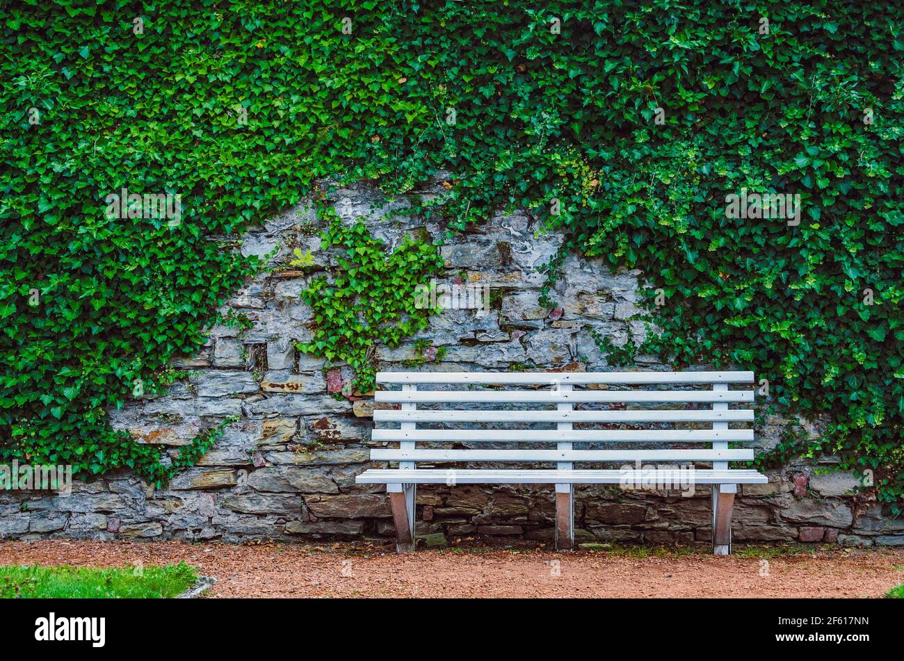 White wooden bench in front of old stone wall with ivy Stock Photo - Alamy