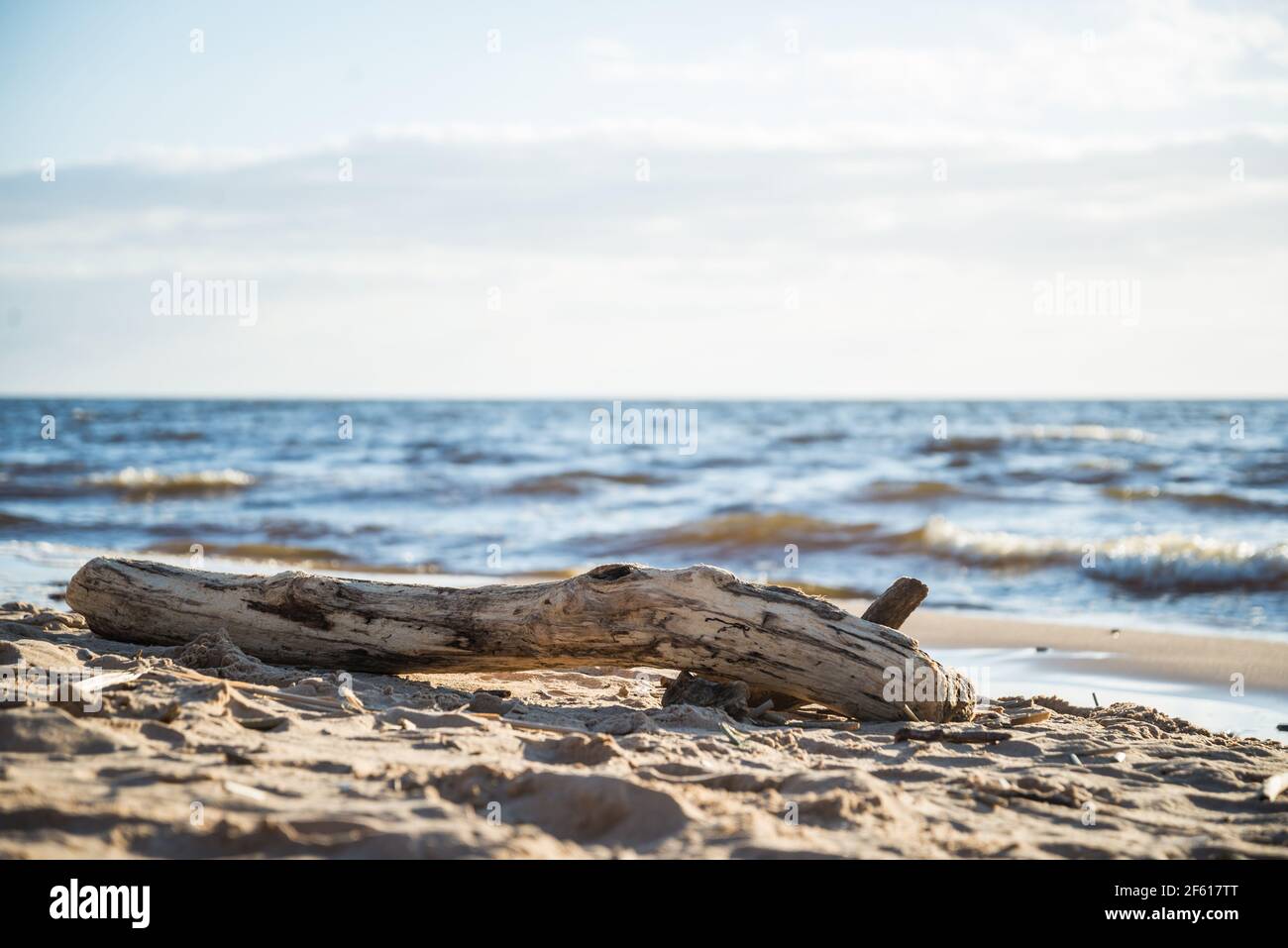 bark-free wooden log on the sea shore in the sand of the dune beach, which is illuminated by the warm spring sun. Beautiful landscape with blue sky. Stock Photo