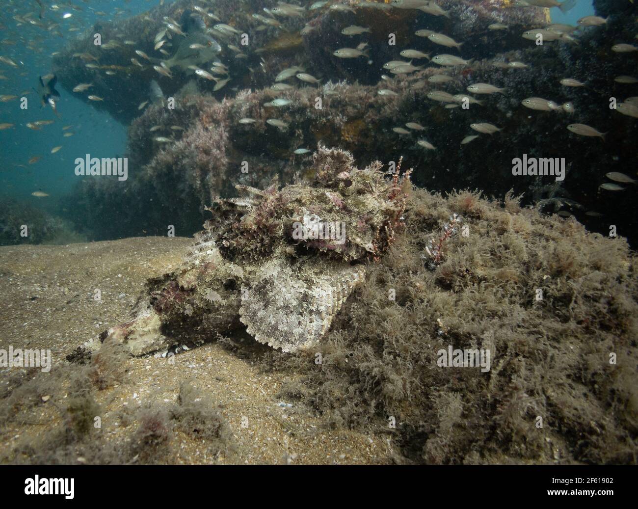 A camouflaged Spotted Scorpionfish (Scorpaena plumieri) waits in ambush at the bottom of the reef in Se Brazil Stock Photo