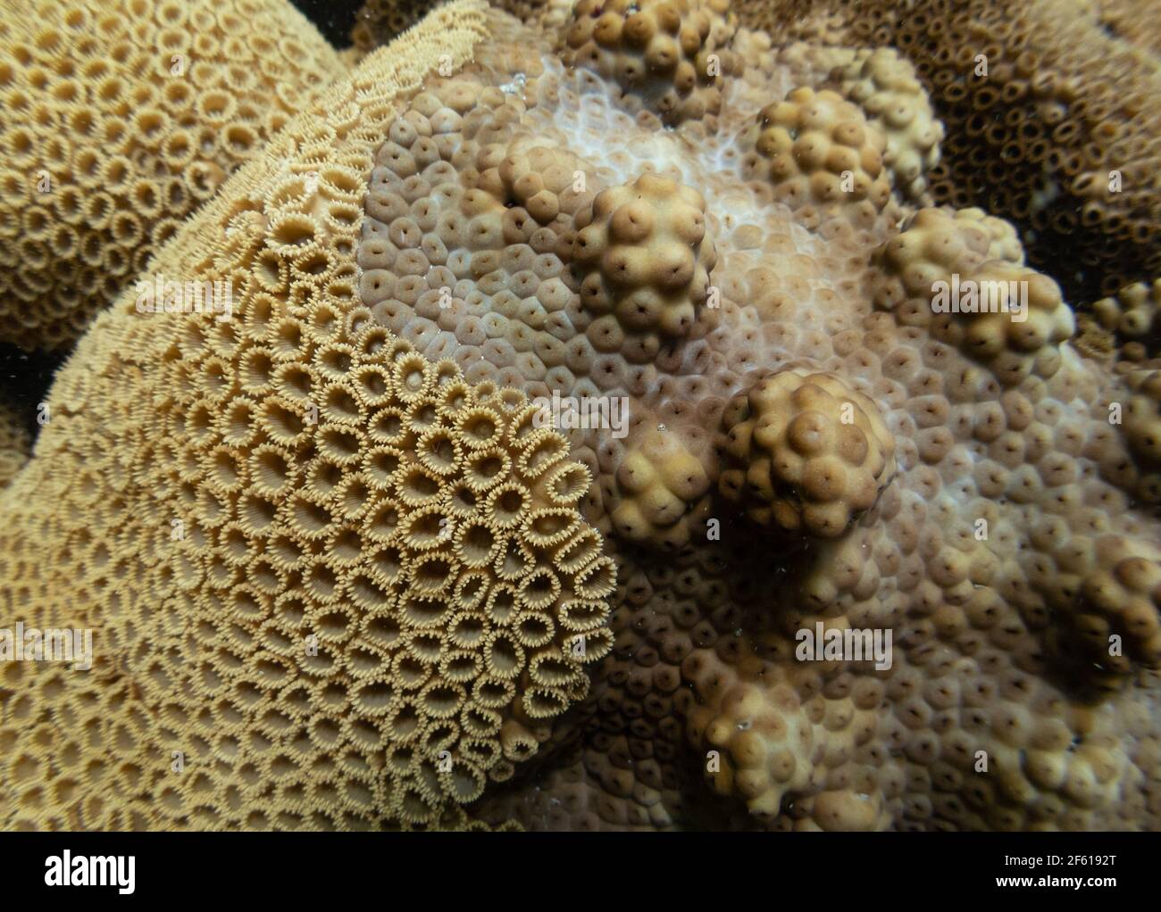The coral Palythoa caribaeorum showing open and closed polyps, SE Brazil Stock Photo