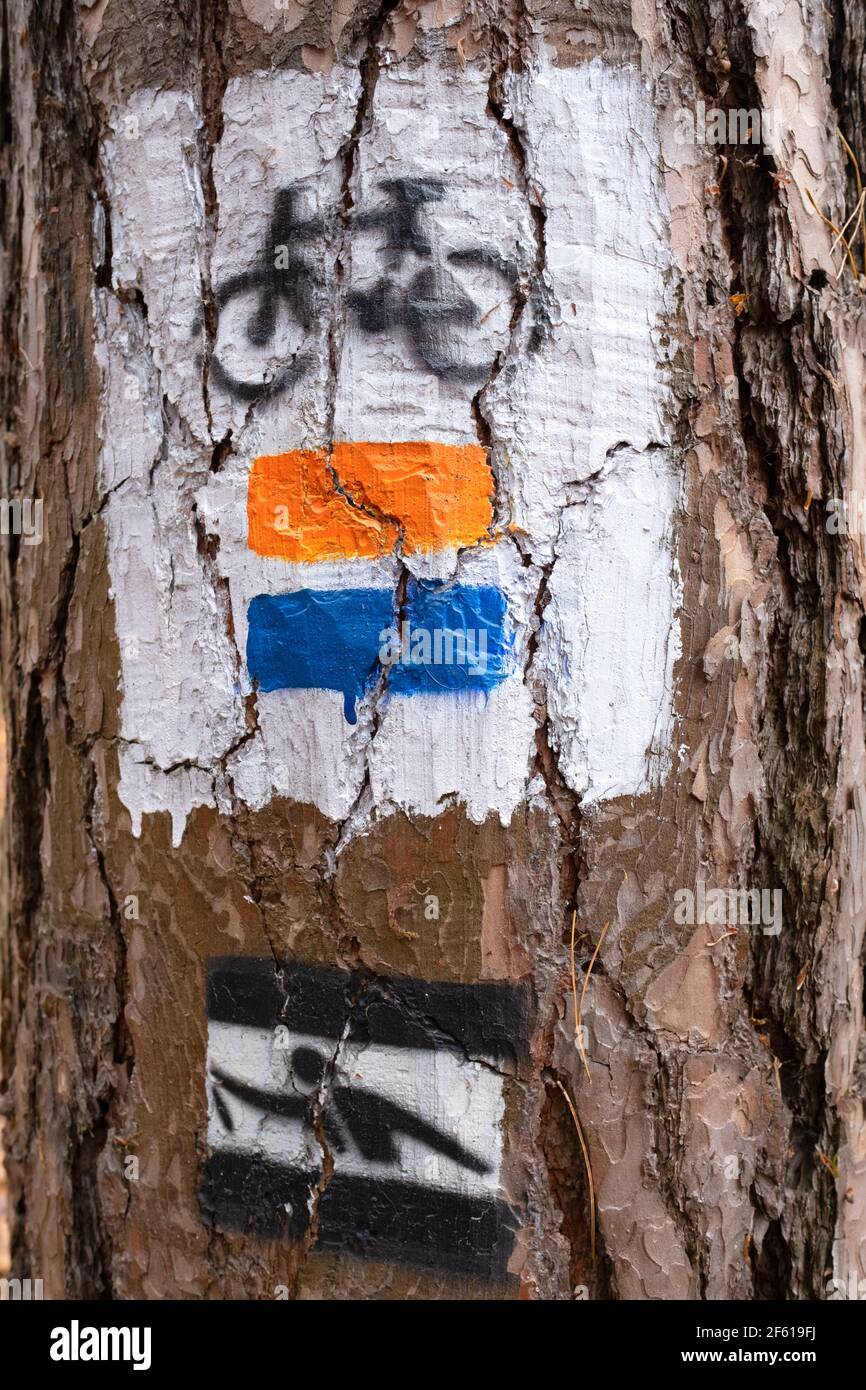 biking and skiing sign painted on a tree in the forest Stock Photo