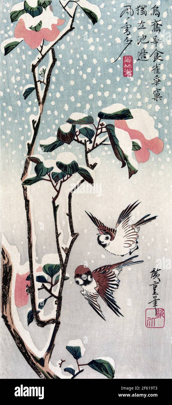 Sparrows and Camellias in Snow Stock Photo