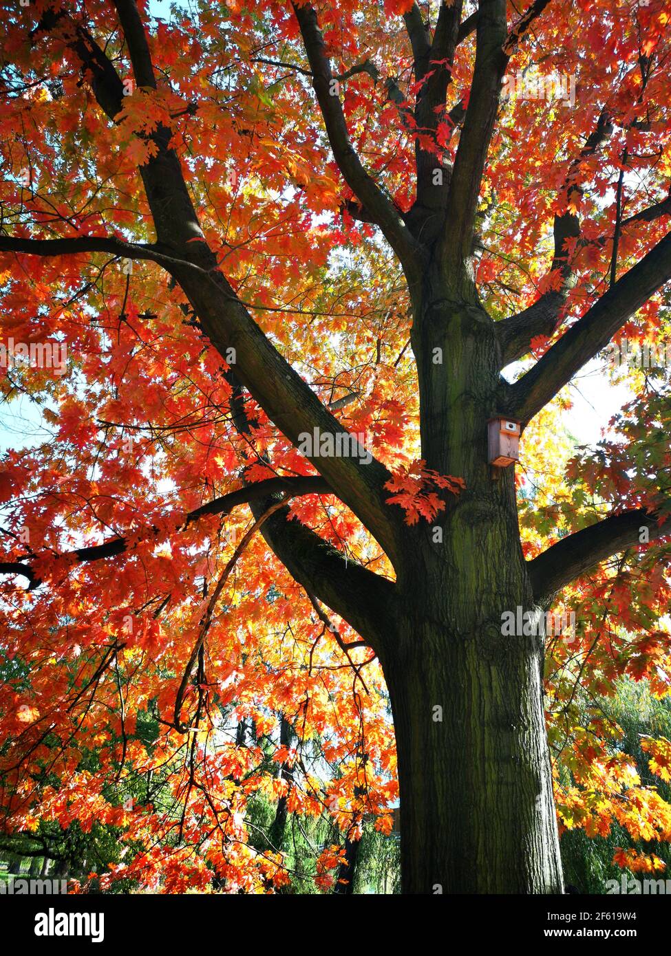 big and old oak tree with red autumnal leaves Stock Photo