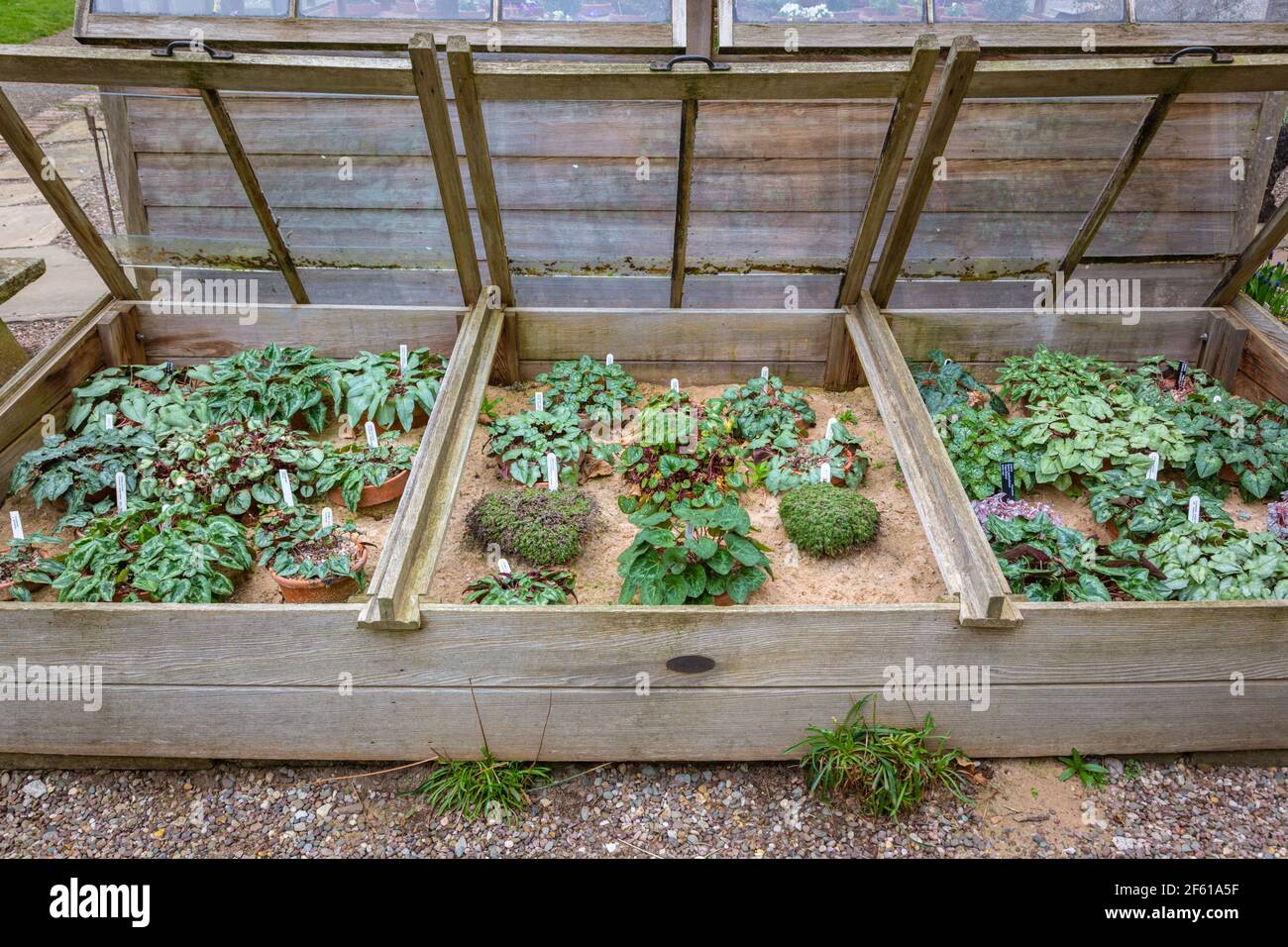 Plants growing in a cold frame Stock Photo
