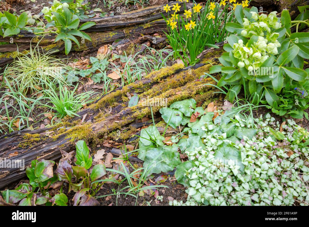 Old log in a garden bed to attract insects for biodiversity Stock Photo