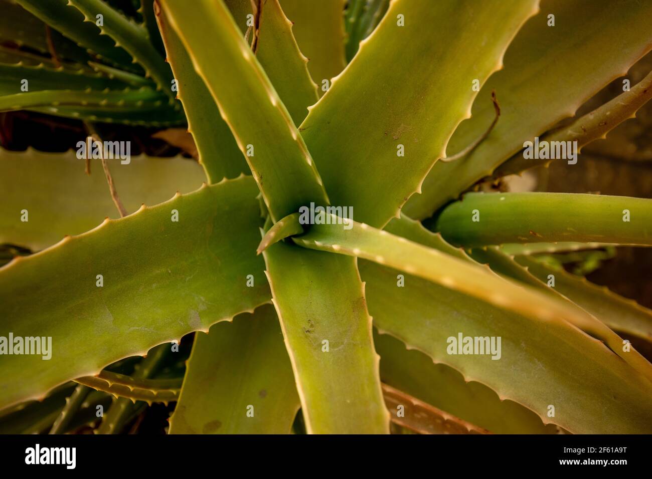 An aloe vera plant close up Stock Photo