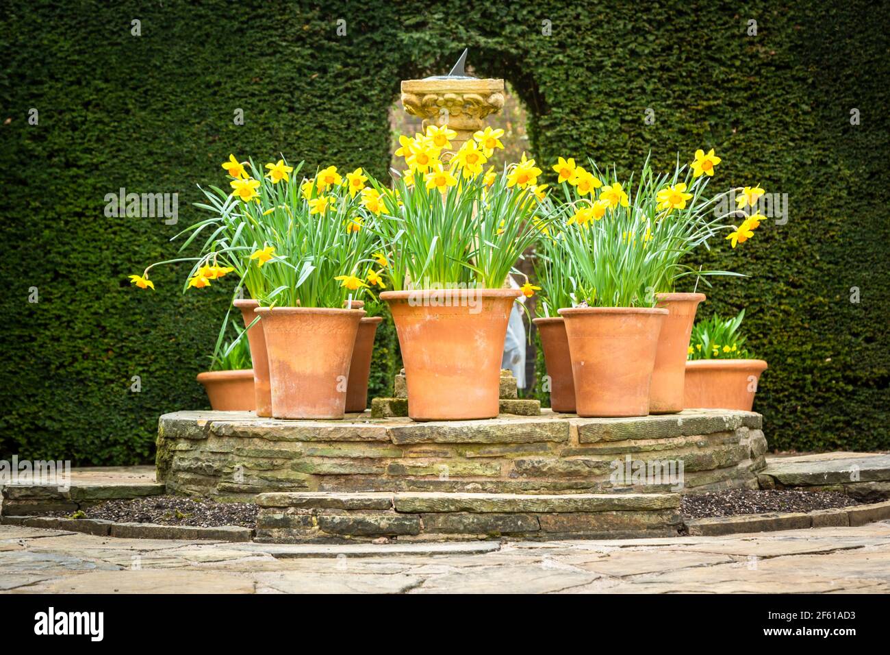 Daffodils in teracotta pots on a stone patio Stock Photo Alamy