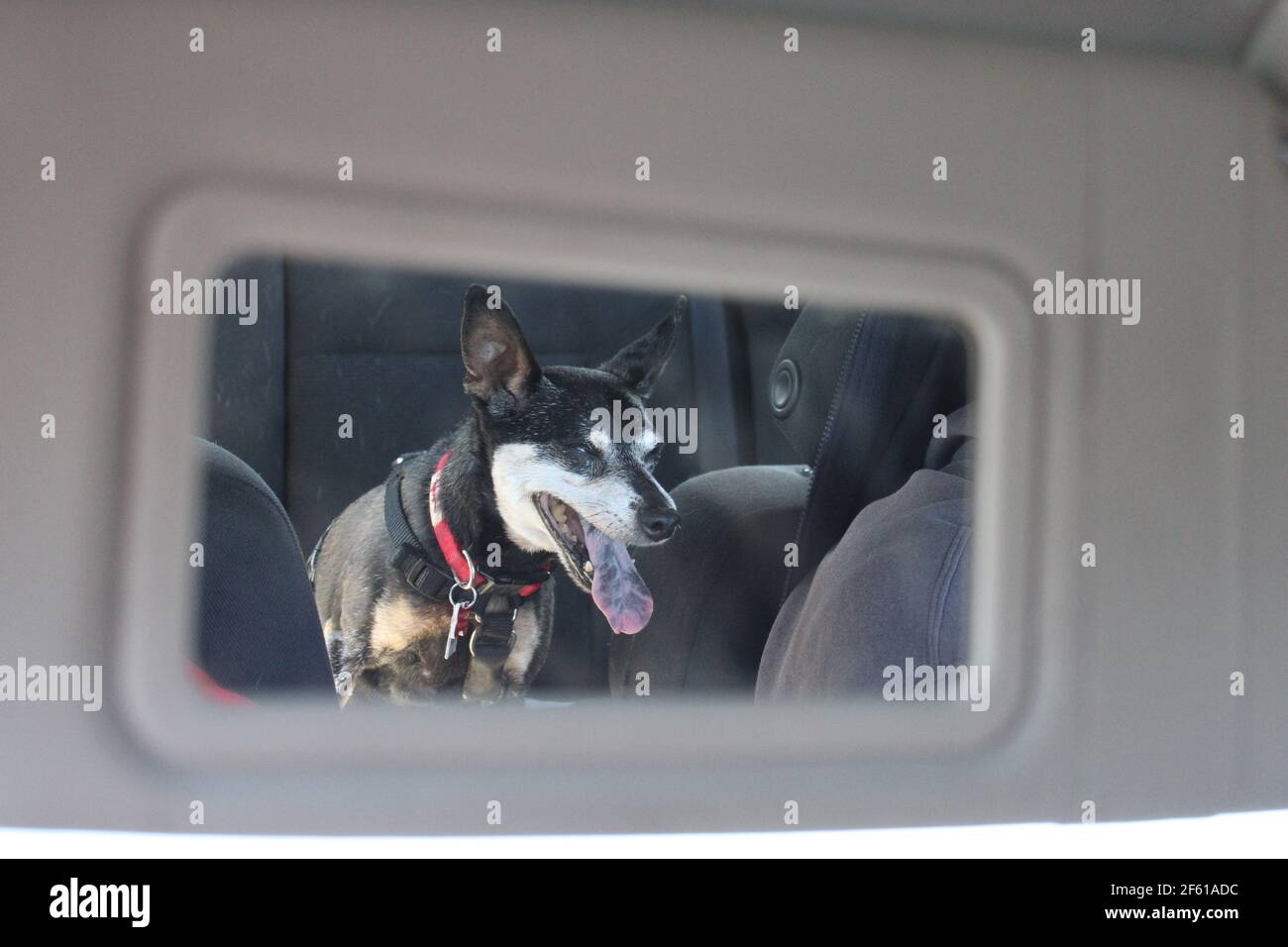 Dog fastened in back seat of a car viewed via passenger mirror. Dog