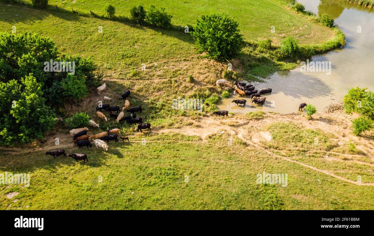 Aerial view of cattle at a pond on a farm in Central Kentucky Stock Photo